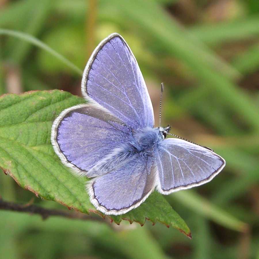 Common Blue (male)